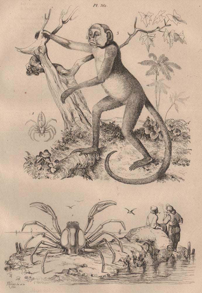 Green Huntsman spider. Mictyris(Soldier crab).Muriqui(woolly spider monkey) 1834